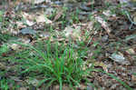 Lined sedge